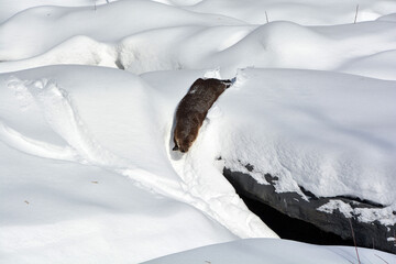 Otters are carnivorous mammals in the subfamily Lutrinae. The 13 extant otter species are all...