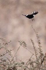 Witkruintapuit, White-crowned Wheatear, Oenanthe leucopyga