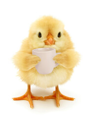 Cute chick with cup of coffee conceptual photo isolated on white background 