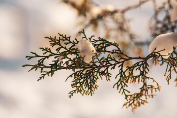 Winter background with snow-covered cypress tree branch