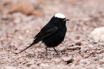 Witkruintapuit, White-crowned Wheatear, Oenanthe leucopyga