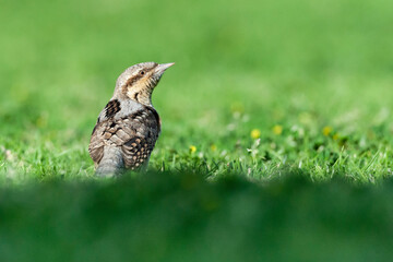 Draaihals, Eurasian Wryneck, Jynx torquilla