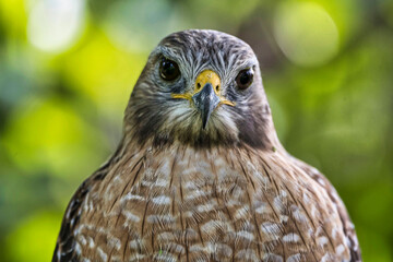 Closeup of Red shouldered hawk