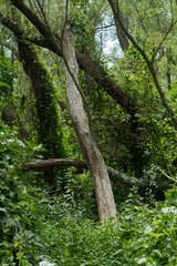 South American jungle landscape. View of the green leaves foliage and tree trunks in the tropical rainforest. 