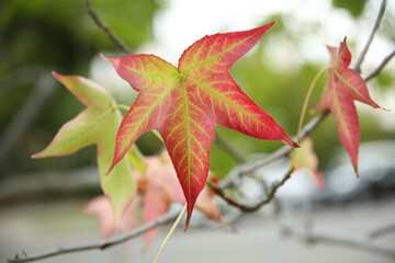 Red Leaf