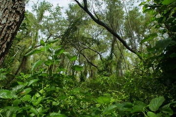 Tropical rainforest preservation. View of the green forest vegetation, treetops, leaves foliage, trunks and branches in the South American jungle.
