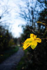 Woodland scene with sunlit leaf in foreground.