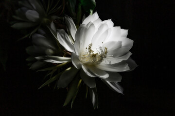 Cereus flower