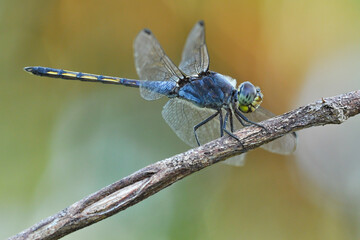 dragonfly is an insect belonging to the order Odonata, infraorder Anisoptera 
