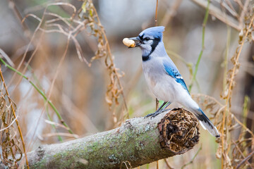 A Blue Jay pauses with a prized peanut in its beak at Lynde Shores Conservation Area in Whitby, Ontario.