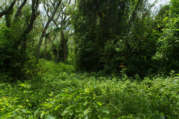 Obraz premium Tropical rainforest landscape. Panorama view of the green forest. Beautiful foliage of different species of trees and plants in the South American jungle.