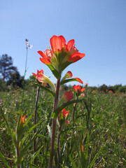 Wildflowers Texas