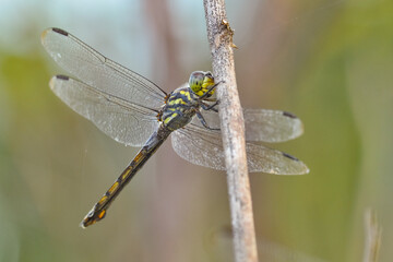 dragonfly is an insect belonging to the order Odonata, infraorder Anisoptera 