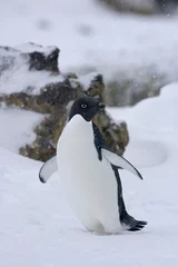 Foto auf Leinwand Adelie Penguin, Adelie Pinguin, Pygoscelis adeliae © AGAMI