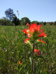 Wildflowers Texas