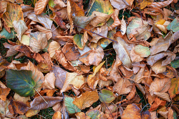 Fallen Dry Leaves on the ground in the Park. A carpet of Yellow Leaves. The Concept Of Autumn, November, Background