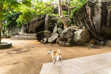 Piękne dzikie azjatyckie psy w świątyni na naturalnym tle.