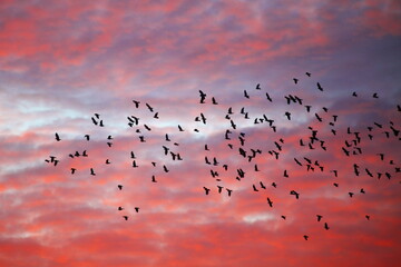 A lot black birds silhouettes on frozen winter morning sky with scenery colored clouds background on cold winter sunrise beautiful landscape view