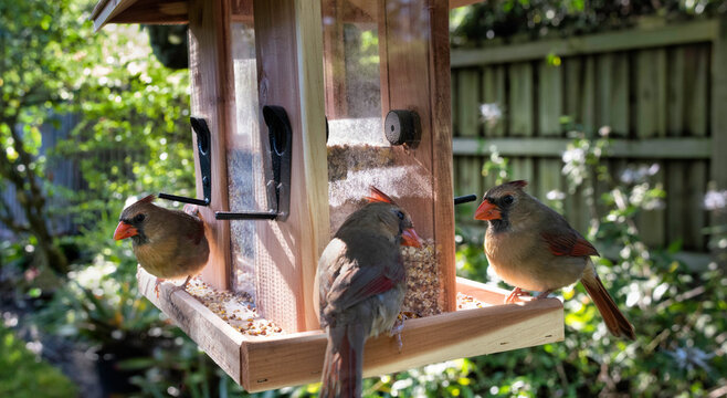 Female cardinals at feeder