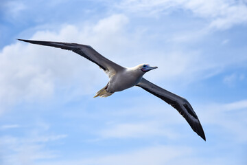 Seabird Masked, Blue-faced Booby (Sula dactylatra) flying over the blue and calm ocean. Seabird is hunting for flying fish jumping out of the water.