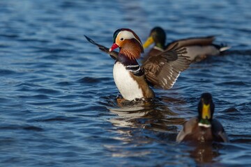 Portrait of a colorful male mandarin duck spreading its wings while swimming in blue water. Wild ducks around. Sunny winter day at a river.