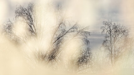 Beautiful Russian winter landscape, view of the bare tree tops through the frozen wuindow glass on a sunny frosty winter day