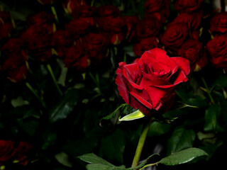 Red rose on a background of blurred bouquets of roses. Luxury roses for a gift. Greeting card