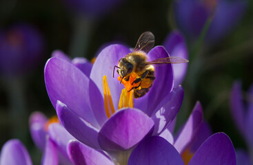 Pollination: Honey bee on violet crocus with saffron-colored stamens