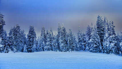 Snowy forest
