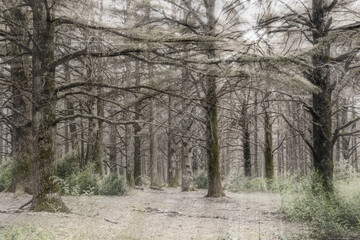 Zeder, Zedernwald, alte Bäume im Gegenlicht. Wald, Baum, Licht, Sonnenstrahl, Natur, Lichtstrahlen, Sardinien, Italien.