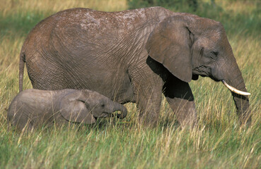 Naklejka na ściany i meble African Elephant, Afrikaanse olifant, Loxodonta africana