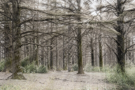 Zeder, Zedernwald, alte B&auml;ume im Gegenlicht. Wald, Baum, Licht, Sonnenstrahl, Natur, Lichtstrahlen, Sardinien, Italien.