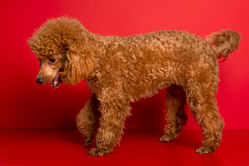 Cute little red poodle on a red background