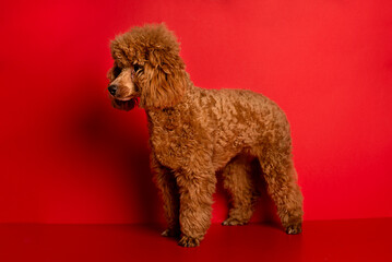 Cute little red poodle on a red background