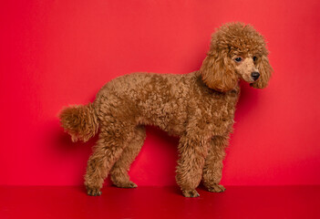 Cute little red poodle on a red background