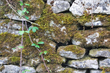 moss on the rocks