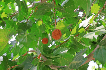 The fruit of Platanus acerifolia is on the branch