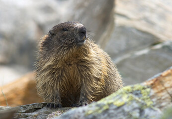 Alpine Marmot, Alpenmarmot, Marmota marmota
