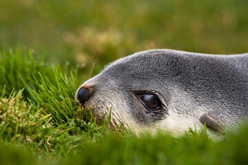 Antarctische Pelsrob, Antarctic Fur Seal, Arctocephalus gazella