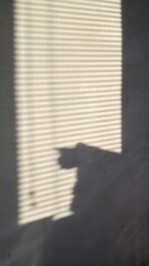 shadow of the cat and horizontal blinds in the morning at dawn or in the evening at sunset vertical...