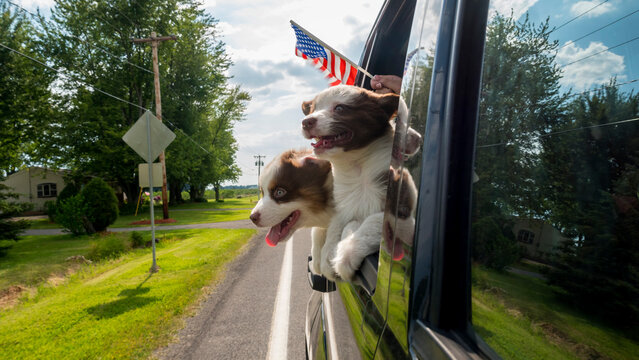 Two puppies travel in a car with the owner, a hand with the American flag peeps out of the window