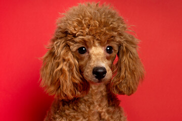 Cute little red poodle on a red background