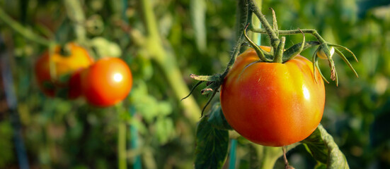 Banner. Tomato fruit. Close up of a tomato in a greenhouse. Growing tomatoes in a greenhouse.