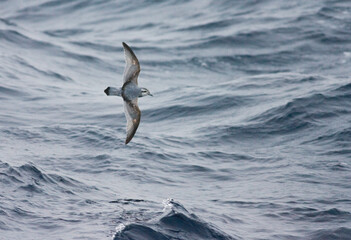 Antarctische Prion, Antarctic Prion, Pachyptila desolata