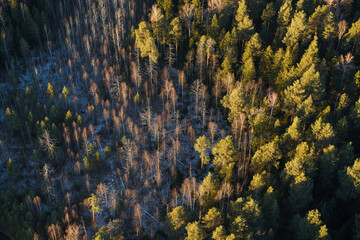 autumn forest background