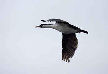 Antarctic Shag, Phalacrocorax bransfieldensis