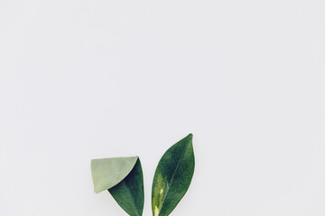 Two green plant leaves looking like bunny ears, one ear folded. Easter holiday concept, funny...