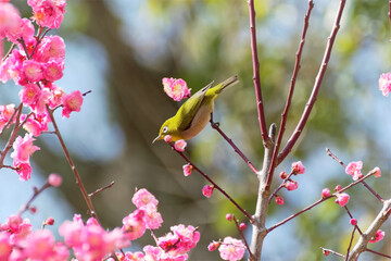 Japanese white-eye on plum blossom tree