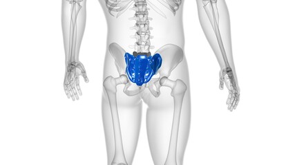 Human skeleton anatomy Sacral Bone 3D Rendering