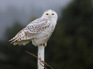 Snowy Owl on a Post in the Rain